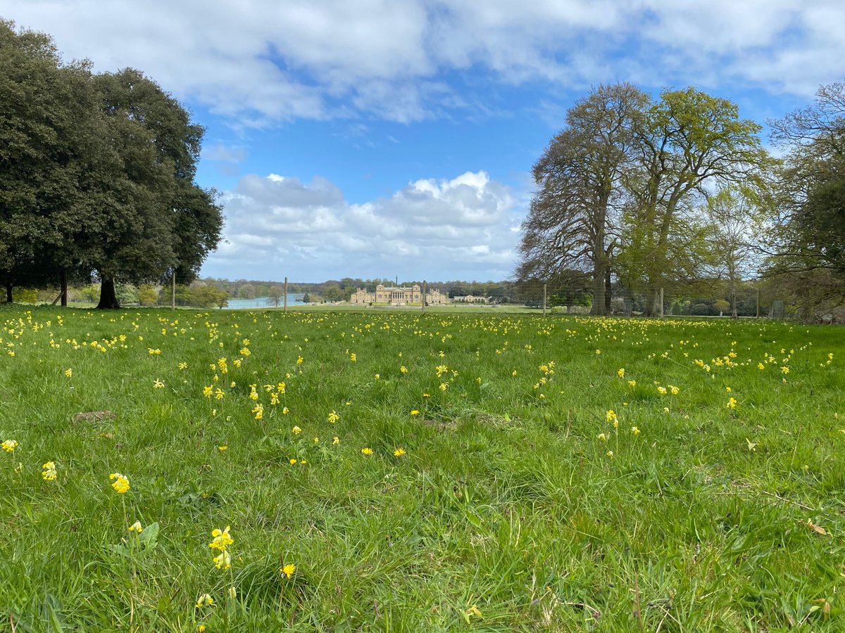 #NoMowMay is under way at Holkham! Here's just a few reasons why you should let your lawn go au natural this month: 🐝 Provides food for pollinators 🌿 It boosts biodiversity 💰 Resources and time are saved 🌫️It cuts carbon #Holkham #HolkhamEstate #Biodiveristy #WONDER