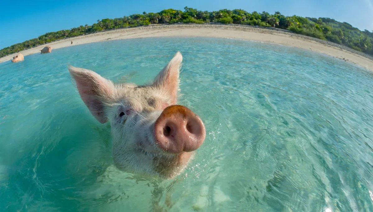 Cuteness and sillyness is what you can find at the Pig Beach an uninhabited island located in Exuma, in the Bahamas. The island owes its nickname to a colony of pigs that populates the island itself and the nearby places.🐽 #CHO #Holiday #World