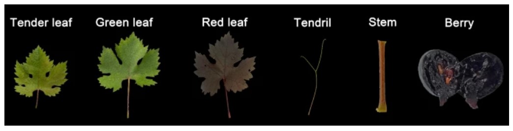 NEW ONLINE: Promoter replication of grape MYB transcription factor is associated with a new red flesh phenotype link.springer.com/article/10.100…