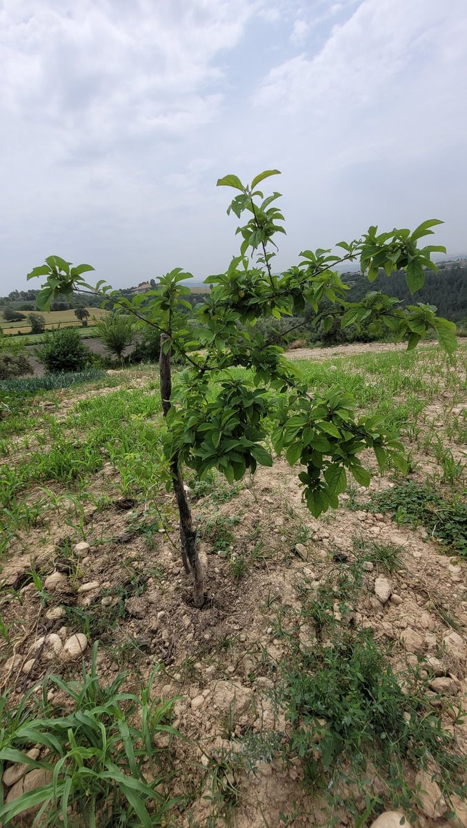 Kız arkadaşın seviyor diye bahçenin her yerine erik dikmişsindir. Seviyorum demenin farklı bir yolu 💞