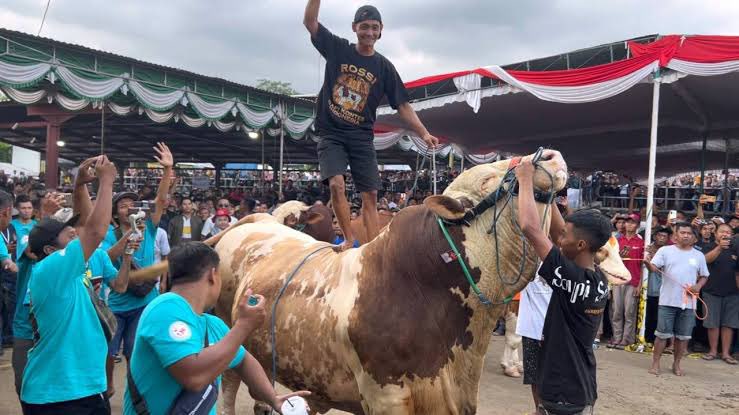 <a href="/gilbhas/">Gilang Bhaskara 🇮🇩</a> Kontes sapi appsi ( asosiasi peternak dan penggemuk sapi indonesia) digelar kemaren jumat-minggu di kemayoran.
Pemenang kelas mega bintang sapi bernama rosi ownernya haji bambang dari kandang tingkat sumber ternak.
Juara 1. rosi
Juara 2. joker
Juara 3. douglas