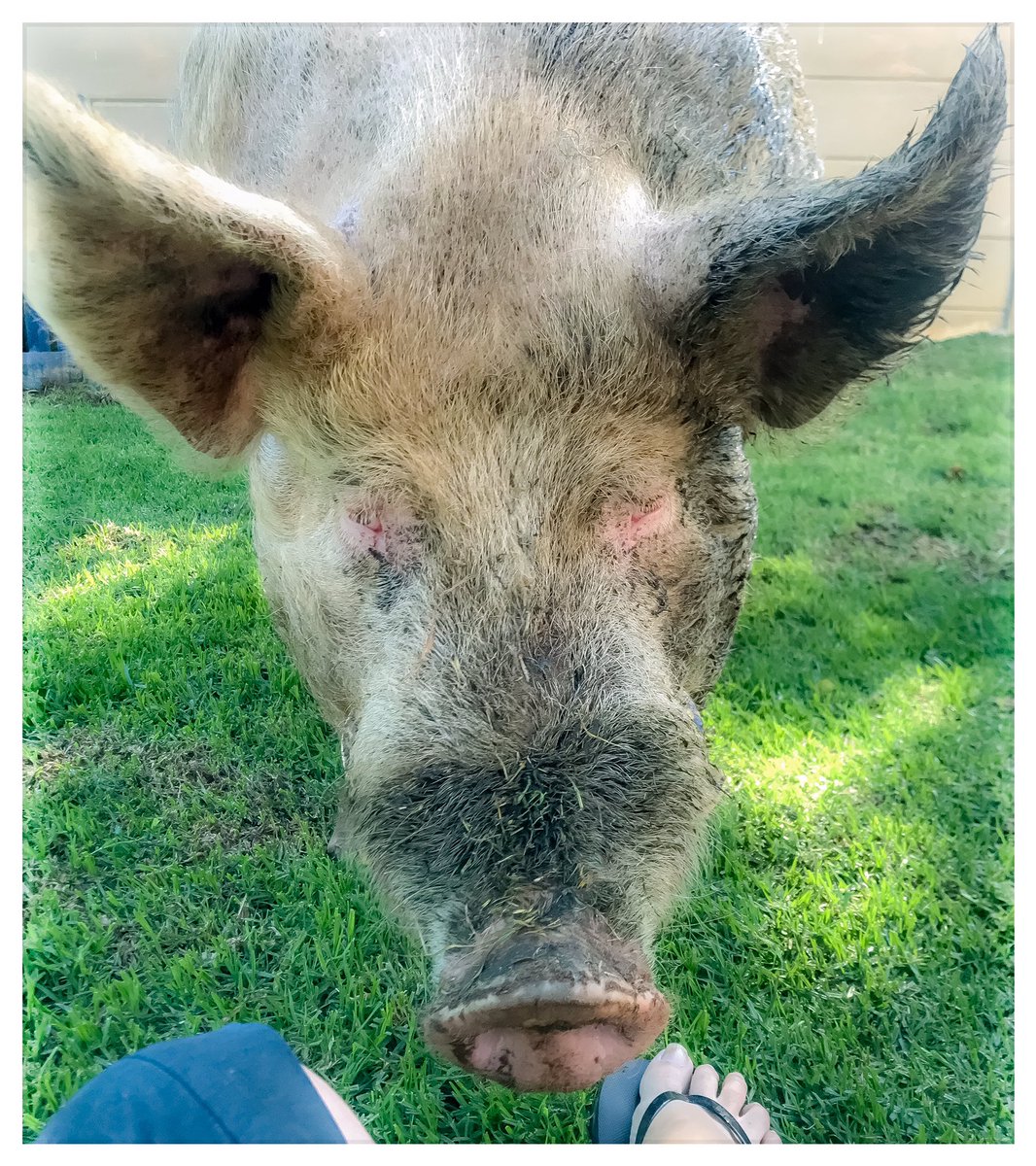 Monday morning negotiations regarding a 3rd breakfast with mom 🐽

And they say dad’s the negotiator of the family. 

And yes, these ears are real. 

Be happy and safe. 

♥️
MacB

#MacB #negotiation #conflictresolution