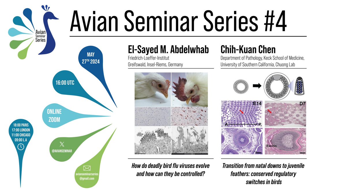 Avian Seminar Series (@avianseminar) on Twitter photo Our 4th session will be on the 27th of May 16:00 UTC with <a href="/Sayedabdelwhab/">Sayed Abdel-whab (ORCID: 0000-0003-2103-0922)</a> and Chih-Kuan Chen. Local time zones are indicated in the banner 🦚
forms.gle/mGWYY4HGiGGF3e… Our 4th session will be on the 27th of May 16:00 UTC with <a href="/Sayedabdelwhab/">Sayed Abdel-whab (ORCID: 0000-0003-2103-0922)</a> and Chih-Kuan Chen. Local time zones are indicated in the banner 🦚
forms.gle/mGWYY4HGiGGF3e…