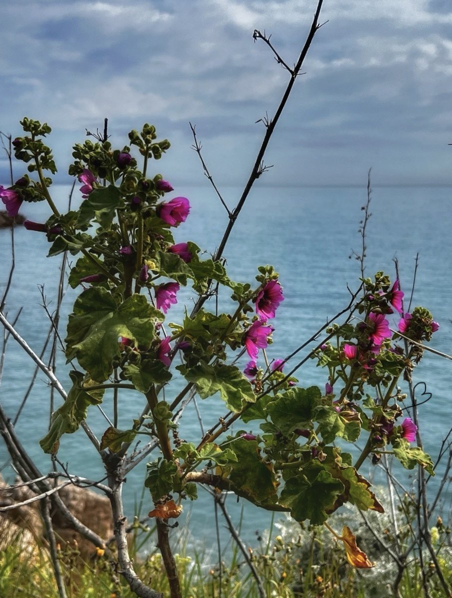 𝔹on début de semaine à toutes et à tous depuis le Cap d’#Antibes 🌸 #CotedAzurFrance 🇫🇷#NaturePhotograhpy 🌿