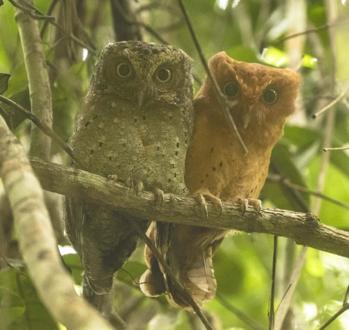 The Sokoke Scops Owl holds a special place among my favorite owls, residing in the Arabuko-Sokoke Forest along the East African Coast.