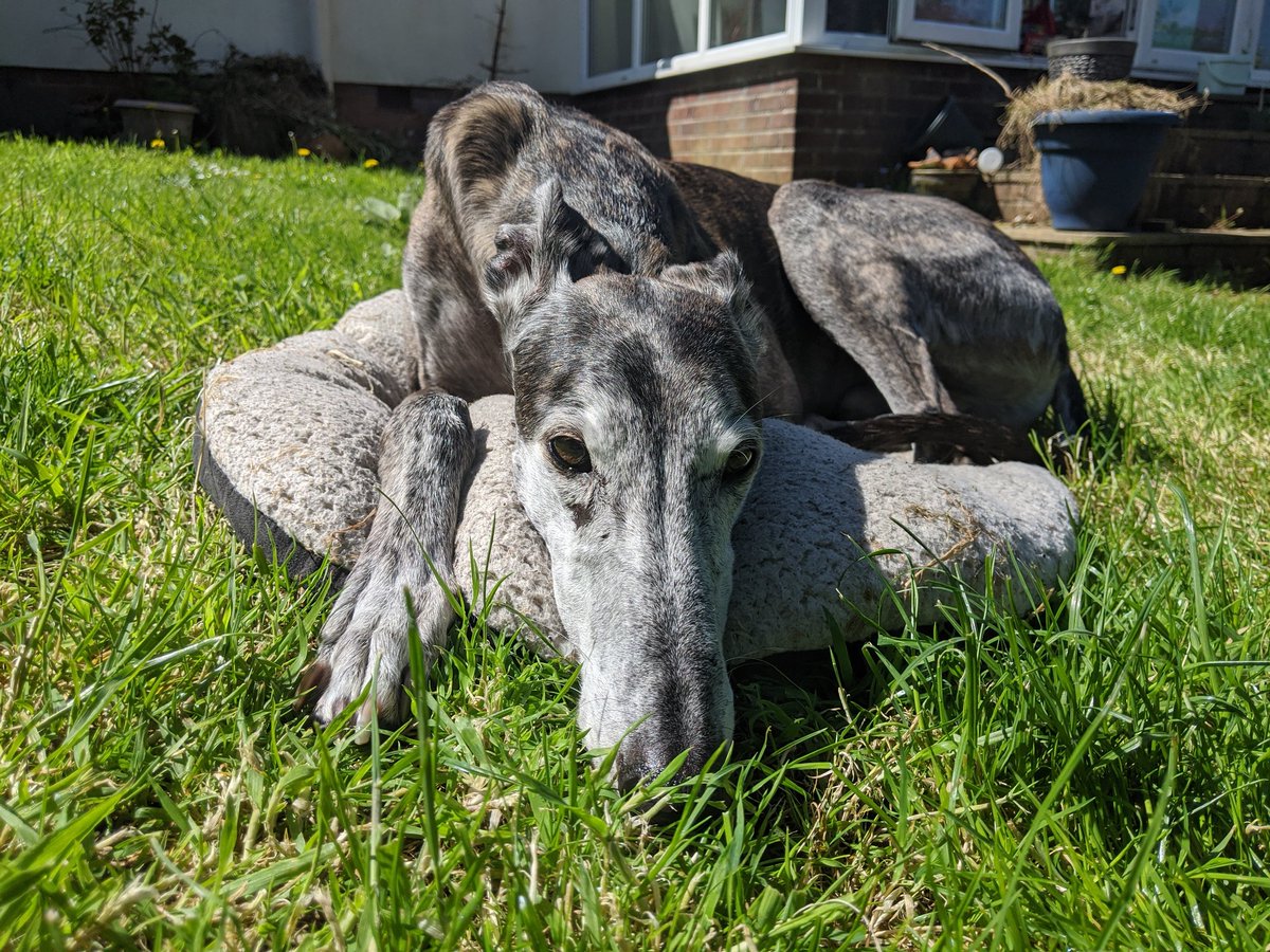 Henlo frens, muvver is ill an sister has fallen asleep on the lawn so I'm taking over. Am nakey boi today so very happy 😄 - Laz