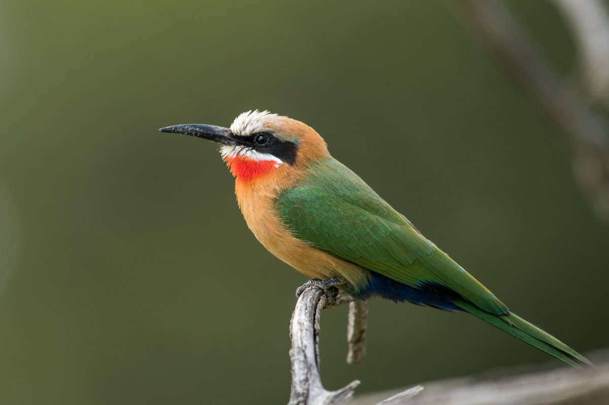 Bee eater, South Africa 🇿🇦 #photography #Africa #MondayMorning