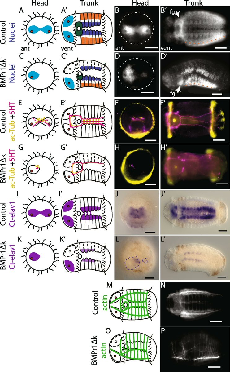 What is the role of BMP in the annelid Capitella teleta? And in annelids 🤔🪱
Cool paper with a lot of functional work by <a href="/nicolebwebster/">Nicole Webster</a> and Néva Meyer <a href="/ClarkUBiology/">ClarkU Biology</a>  link.springer.com/article/10.118…