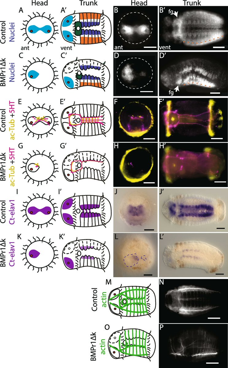 What is the role of BMP in the annelid Capitella teleta? And in annelids 🤔🪱 Cool paper with a lot of functional work by @nicolebwebster and Néva Meyer @ClarkUBiology link.springer.com/article/10.118…