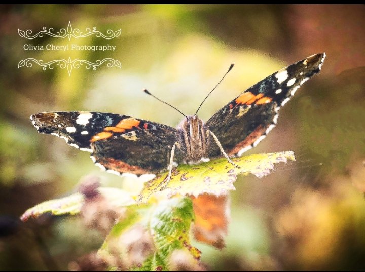 Good morning 🌞. Beautiful red admiral 🦋. Have a fantastic Monday! 🧡
#daughterpic #MondayMood