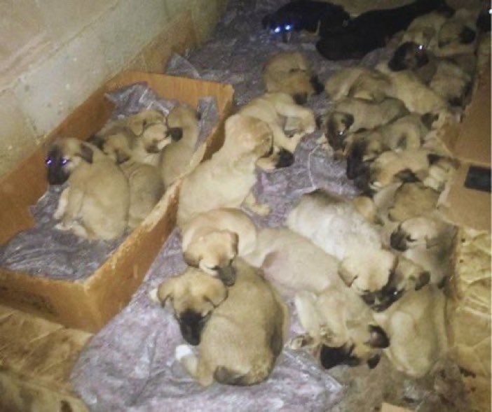 These pups deserve so much more than they have 💔😢 Please help @DogDeskAction make their lives better by building a #SpayStation to reduce the population & future suffering dogdeskanimalaction.com/spay-station-b… ⬇️⬇️ donorbox.org/donate-to-dog-… paypal.com/paypalme/dogde… ( SpayStation) #puppies