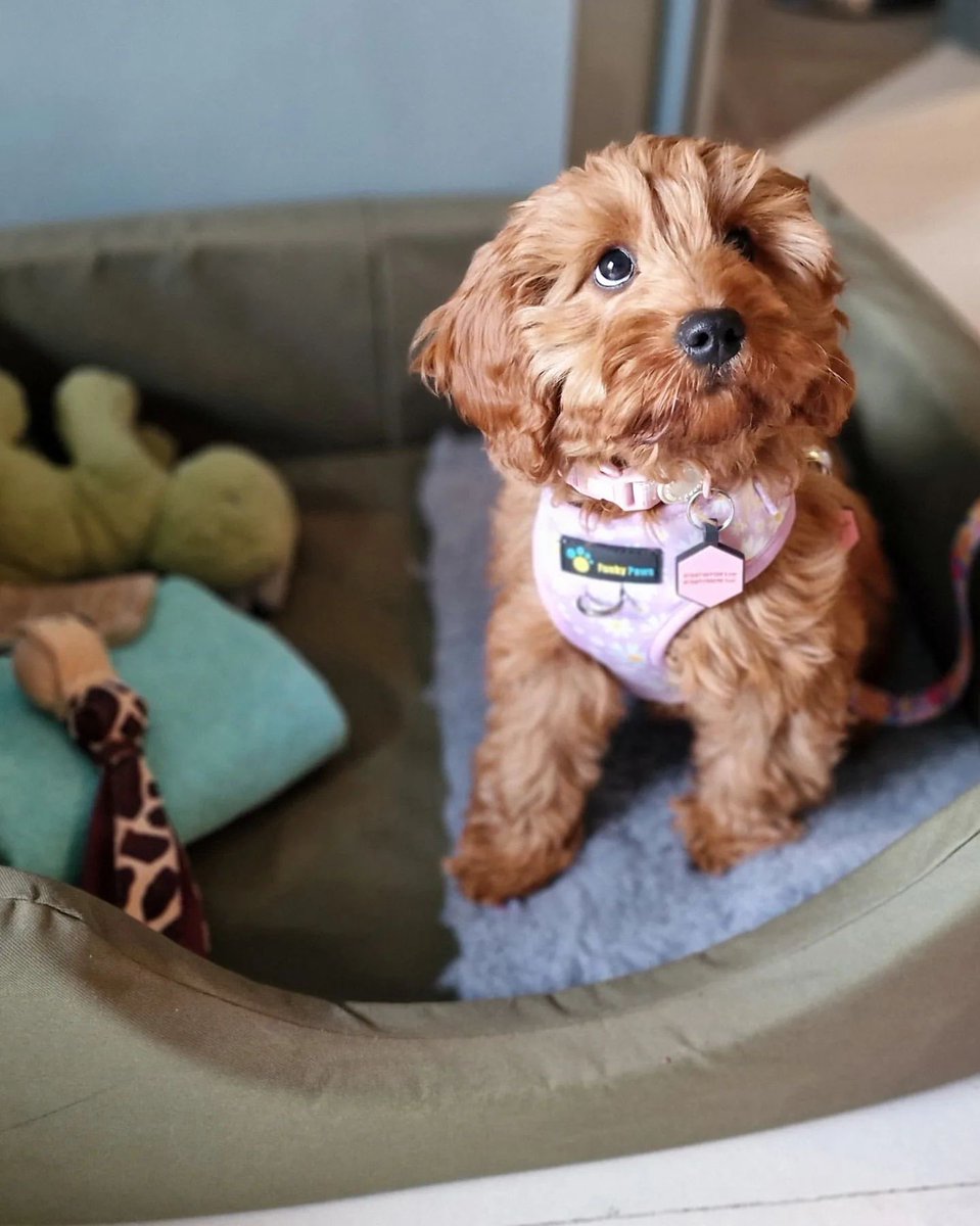 What a pleasure it was to welcome Freyja the Cavapoo for a pawsome getaway 🐾 
This was Freyja’s first night away from home & it’s safe to say she embraced her #NorthNorfolk adventure. From exploring our coastline to strolling around our garden & enjoying her personalised treats!