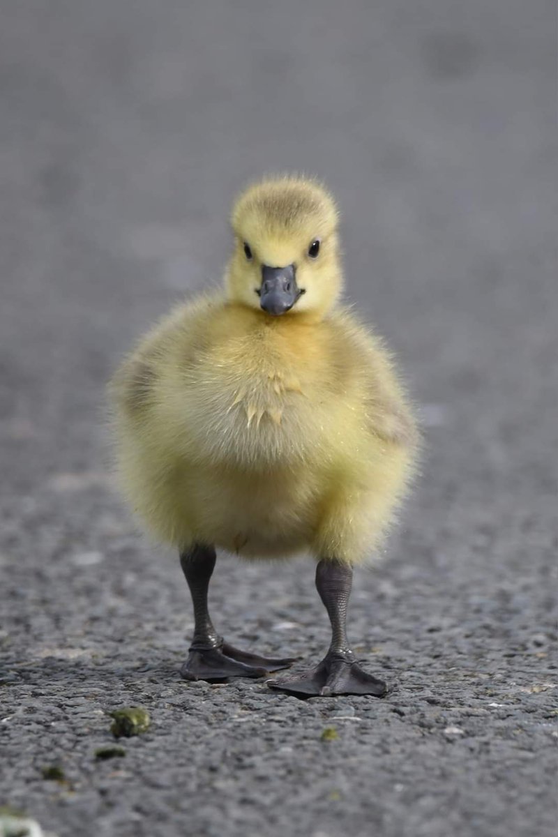 Canada Goose Gosling 
Bude Cornwall 〓〓 
#wildlife #nature #lovebude 
#bude #Cornwall #Kernow #wildlifephotography #birdwatching
#BirdsOfTwitter
#TwitterNatureCommunit
#CanadaGeese #Gosling