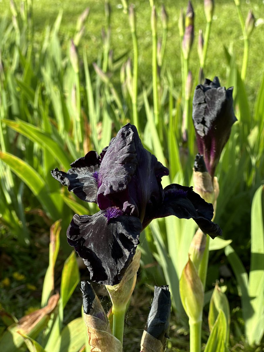 IB Iris ‘Helen Proctor’ just about as black as they get for an intermediate iris here though the tall bearded have some darker ones still! #blackflowers #blackiris #irishelenproctor #beardedirises #blackisthenewblack #irises #iris #seagatenurseries