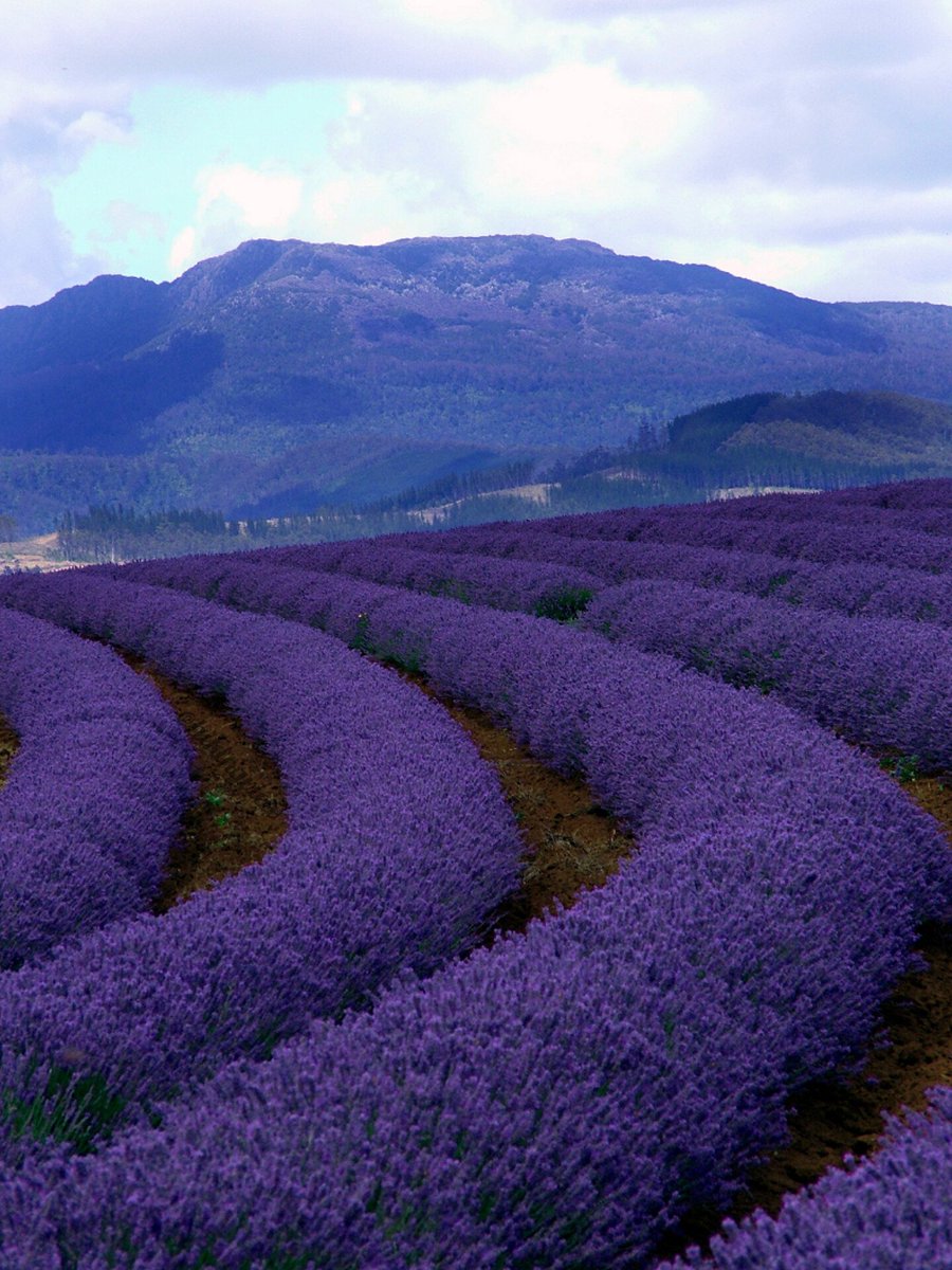 Lavender Farm in Tasmania, Australia 🇦🇺