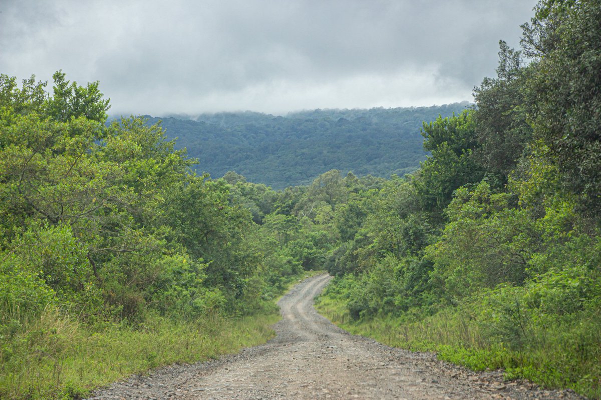 Napenda kukutoa wasi wasi katika Hifadhi ya Taifa ya Arusha kuna Barabara nzuri na haya ni maeneo niliyopita nikiwa natalii, kongole kwa @tzparks kwa kuboresha miundombinu, unaweza kutembelea kipindi chote cha mwaka japo muda mzuri ni Juni mpaka Oktoba #Localtourtz 📸 @fredynjeje