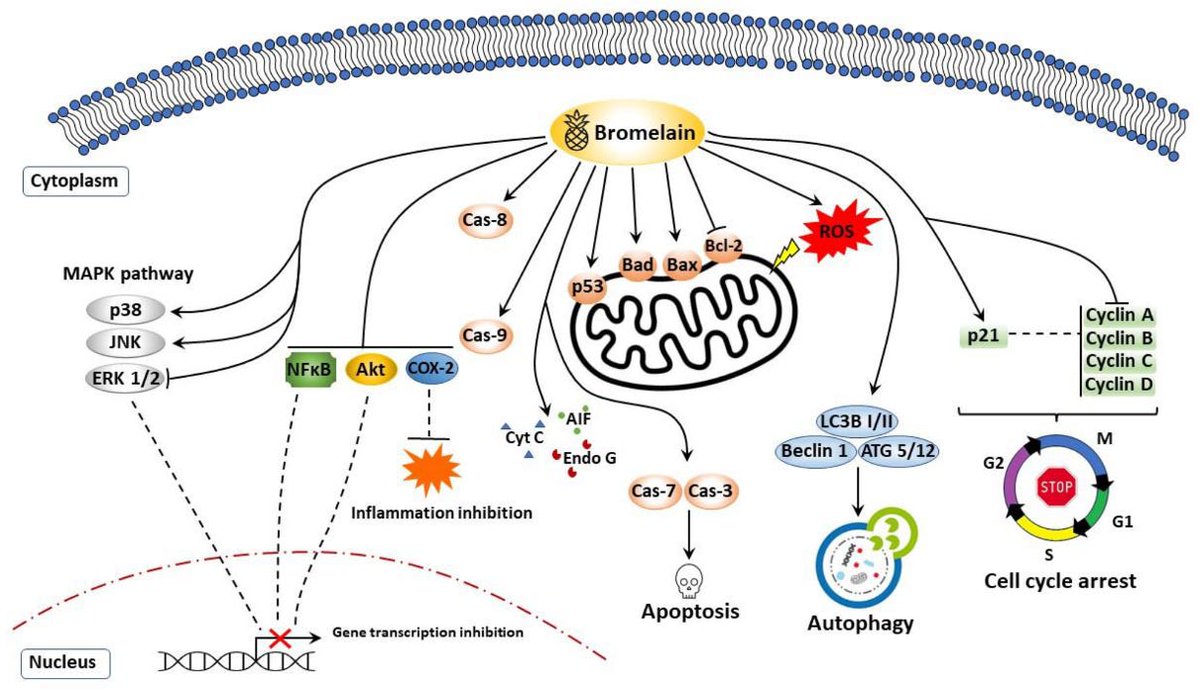 NEW ARTICLE: BROMELAIN and CANCER - Recent Research

Many COVID-19 mRNA Vaccine Injured are already taking the pineapple derived proteolytic enzyme BROMELAIN to help break down the spike protein.

However, Bromelain also has anti-cancer properties that have been evaluated…