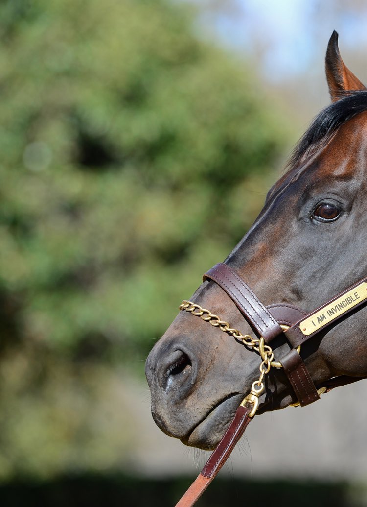 LisaGrimm9's tweet image. On his way to 3️⃣ consecutive Australian sires titles after recently breaking the prizemoney seasonal record. How high 💰 can he go with over 2 month’s remaining !
#IAmInvincible