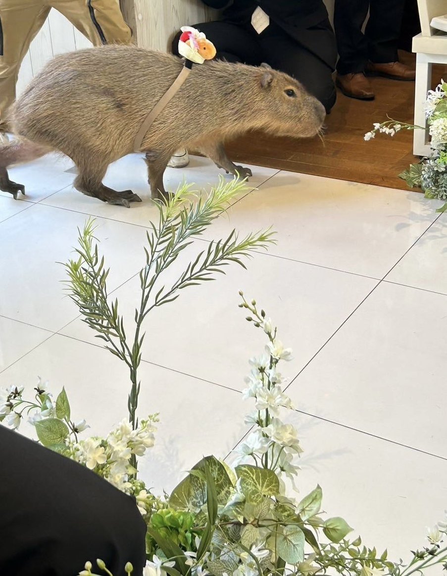 kapimaru7's tweet photo. 2024.5.5 とても素敵な結婚式を挙げることができました💒ここぞとばかりにカピバラさんをお披露目してたくさんのカピたちに囲まれてもう幸せすぎ〜😘手作りカピタワーフォトスポットも大好評📸リングガールはもちろんカピバラをサプライズでお呼びしちゃいました💍✨協力してくれた皆さんに感謝です❣️ https://t.co/GS6eZ2v6hU