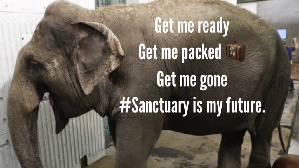 If #Yegzoo are dedicated towards #Lucys well-being they would embrace getting her ready to relocate to a species appropriate sanctuary. 
🐘 have long held unique behaviours #Lucy can’t express these behaviours alone as they are unique to a🐘herd @AmarjeetSohiYEG 
6/05/24 = 🆓Lucy