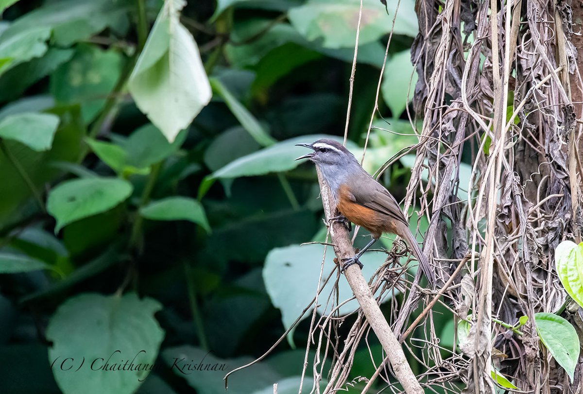 Palani Laughingthrush. First time birding in Munar, and was pleasantly surprised to see such a diverse bird life in this hill station. Look forward to go back and explore more. Munar, Kerala #birding #IndiAves @IndiAves #ThePhotoHour #Kerala #birds