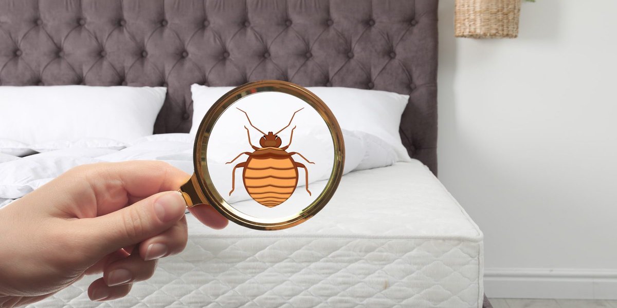 coquitlampest's tweet image. How to Get Rid of Bed Bugs: Coquitlam Pest Control&apos;s Expert Solutions
For more, visit &amp;gt; tinyurl.com/jkntrbac
#bedbugpest #bedbugpestcontrol #bedbugspestcontrol #pestcontrol #pestcontrolcompany #pestcontrolcoquitlam #pestcontrolservice #coquitlam