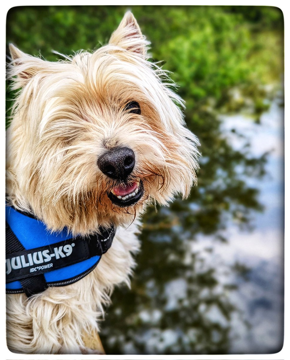 #Spring walks 
A moorhen making repairs 
The other parent collecting food 
One moorhen chick out 🌸
Think only one of the four has made it 
Robins and blackbirds singing 
A duck couple arrived ☺️
Things that make me happy 💛
#Gentleness 💙
#Ready4Freddie 💚🐶 
#KeepGoing x⛅