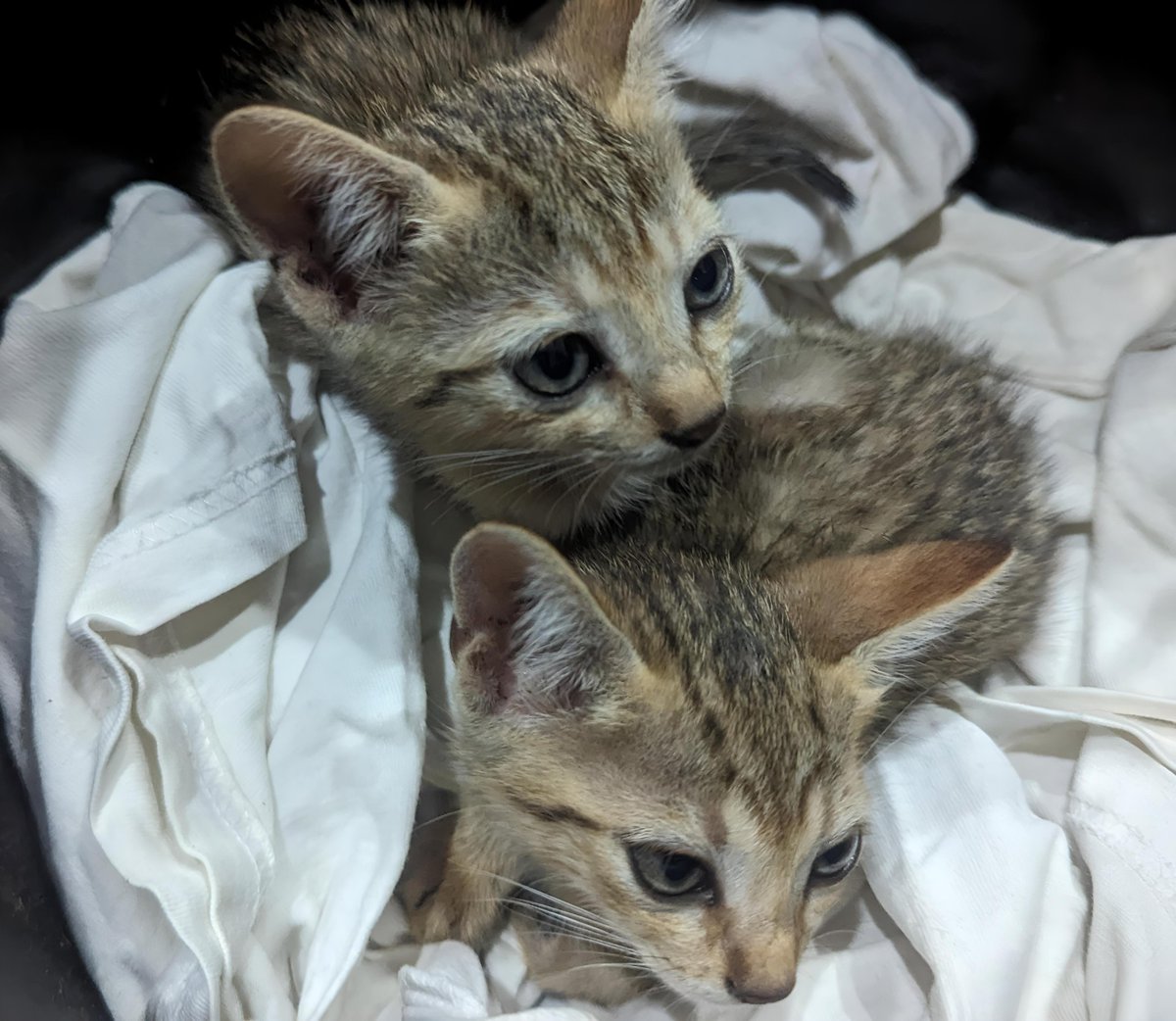I got these two cute cats yesterday. I need Yorùbá names for them. PS: They're both female
