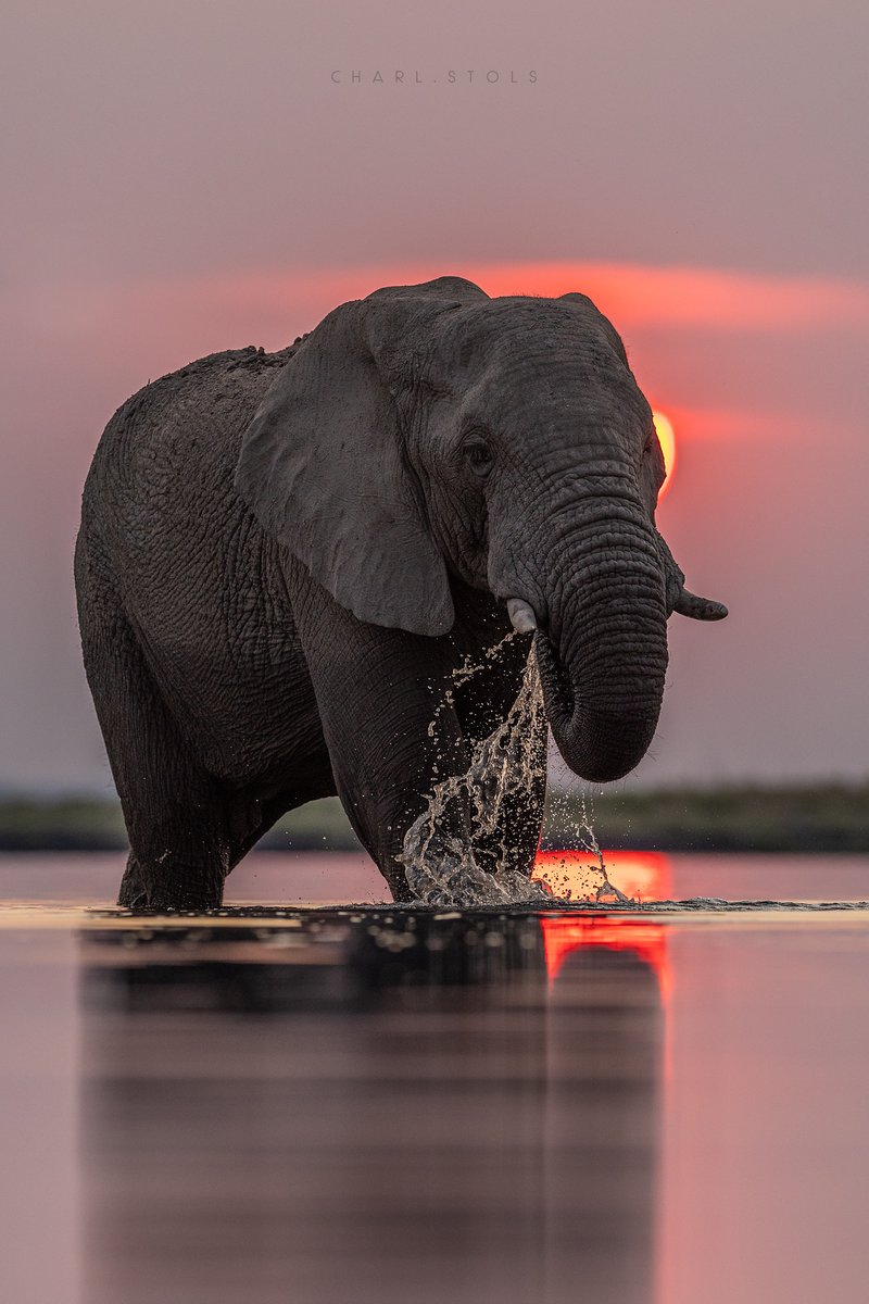 ¿Te gusta la Fotografía de Animales? ¿Quieres intentarlo? Mira, esta Foto se logró con estos recursos y elementos profesionales :

Canon EOS R3
 Canon RF400mm F2.8 L IS USM lens
 Focal length: 400mm
 ISO: 1250
 F stop: f/4
 Exposure time: 1/1600 sec

SIGUE HILO