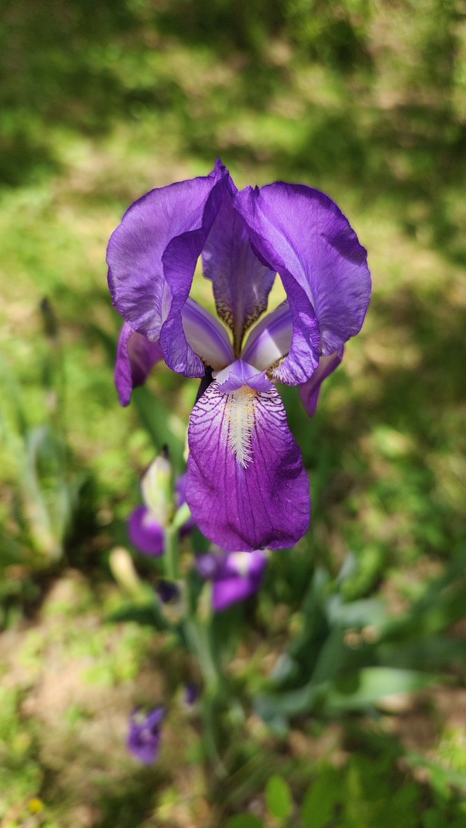 An iris in Bloom. All of them will be out now in the next few days. #iris #flowers #garden #HimachalPradesh