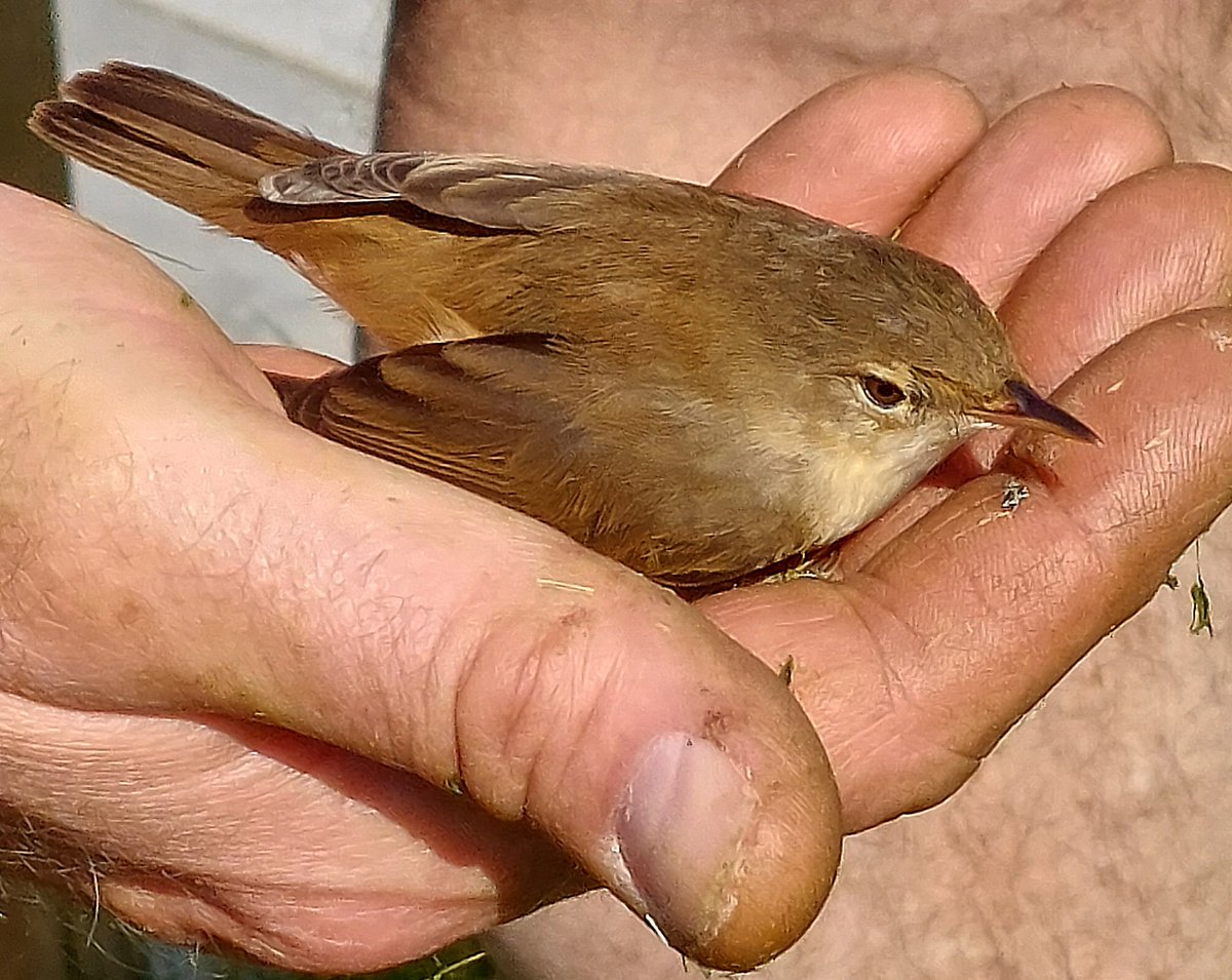 Gisteren hadden we een bijzonder #huisdier (na een botsing) Hij vloog later weg, om ons vanmorgen weer te komen groeten 😃 #kleineKarekiet #mei_nmooistefotos #vogels @bosw8er_jochem #tuinleven #dierenliefde