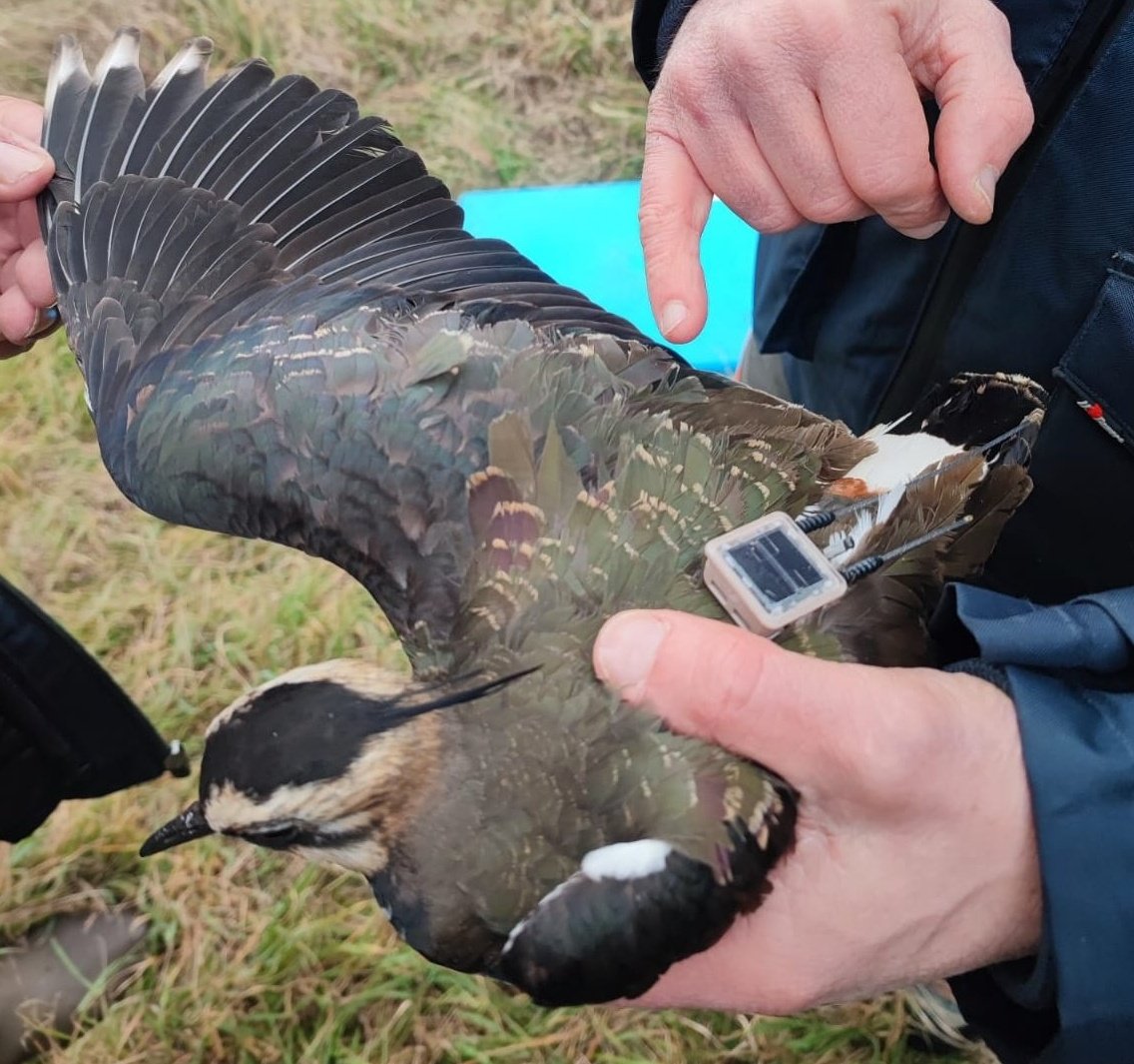 Current breeding locations of 17 Northern Lapwings wintering in the Northern Italy in 2023-24 Only transnational conservation actions can secure the future of this declining and huntable species, able to travel more than 4000 km @unep_aewa #ornithology