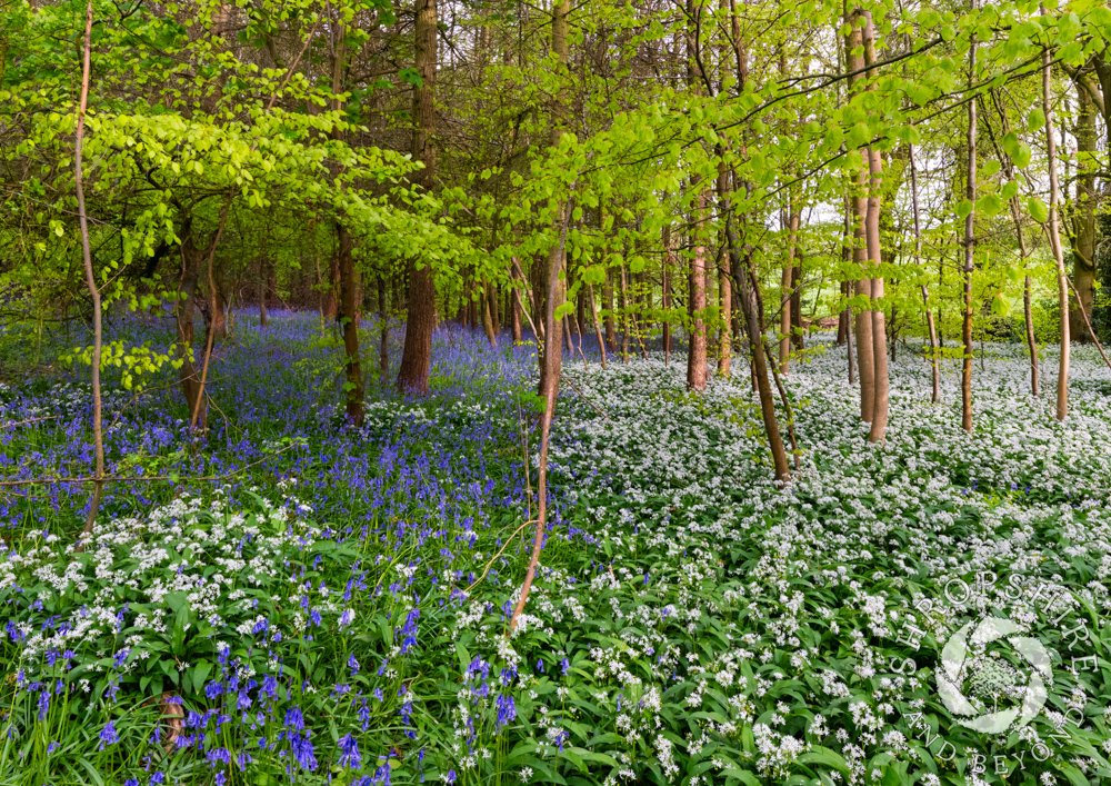 Bluebells and wild garlic in a #Shropshire woodland. The shot I had in mind called for diffused light, with a thin layer of cloud overhead. Direct sunlight would have resulted in more contrast and shadows, and that wasn’t what I was looking for.