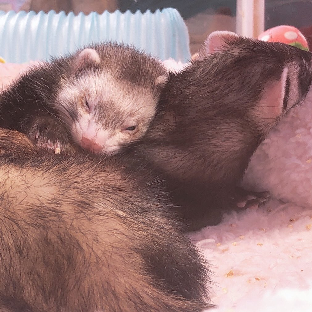 ふかふか枕〜💤💗

☎︎03-3404-2233

#原宿かわいい動物園 #harajukuzooland #原宿 #harajuku  #zooland #かわいい #kawaii #フェレット #ferret