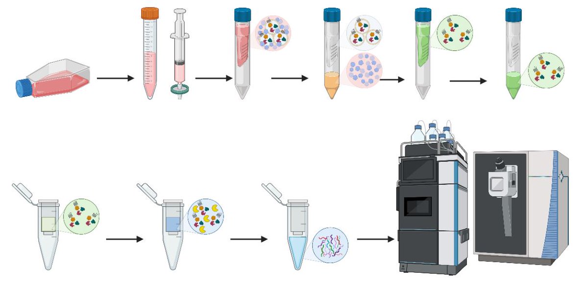 New data added to showcase the potential of ultrafiltration to enrich extracellular vesicles for proteome analysis! biorxiv.org/content/10.110…