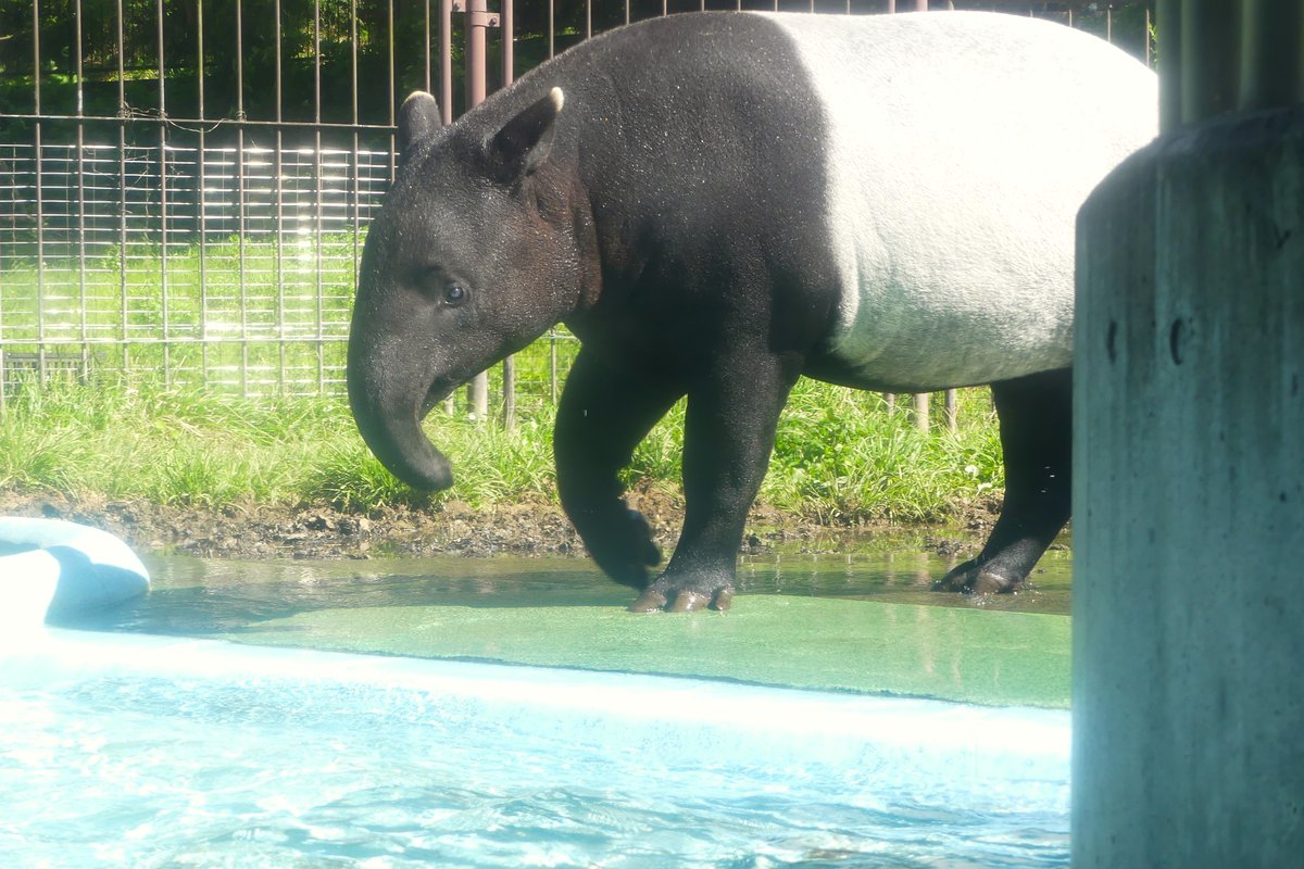 午後になると元気に水浴びのリンちゃん❤️
📷2024.5.5
#多摩動物公園 #TamaZooPark
#マレーバク #Malayantapir #リン