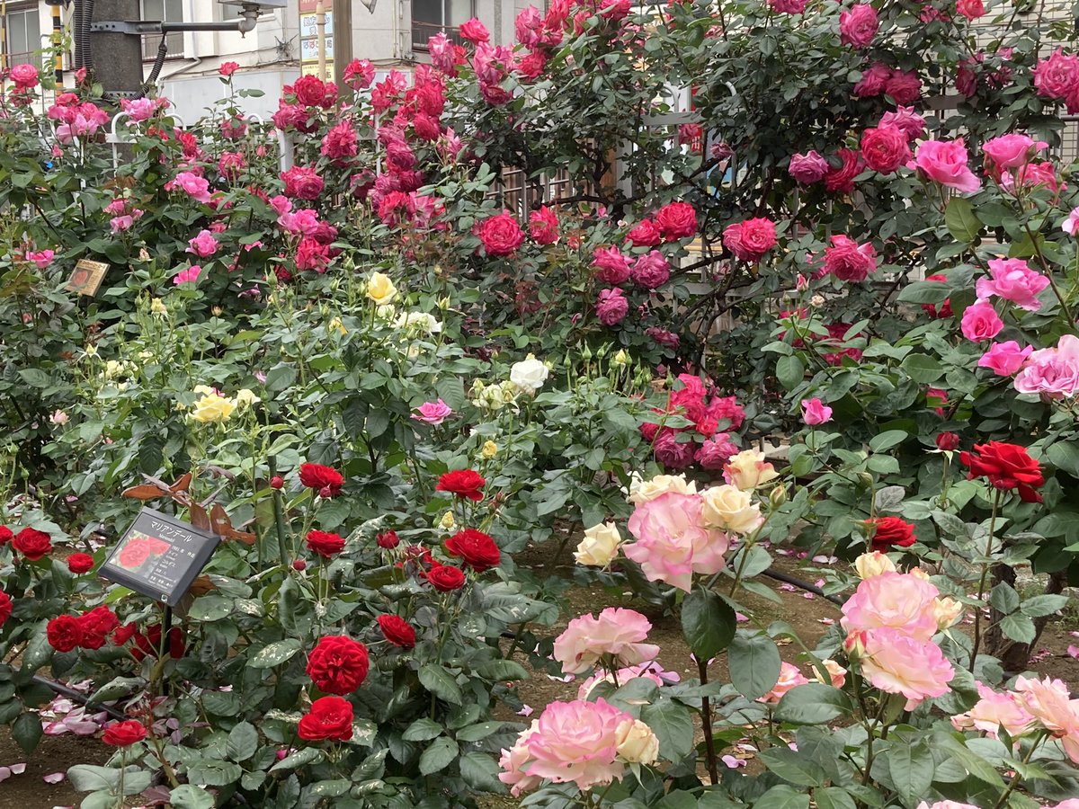 hitomurasame's tweet photo. 都電荒川���沿線のバラが見事です。 https://t.co/W3keNPxq3t