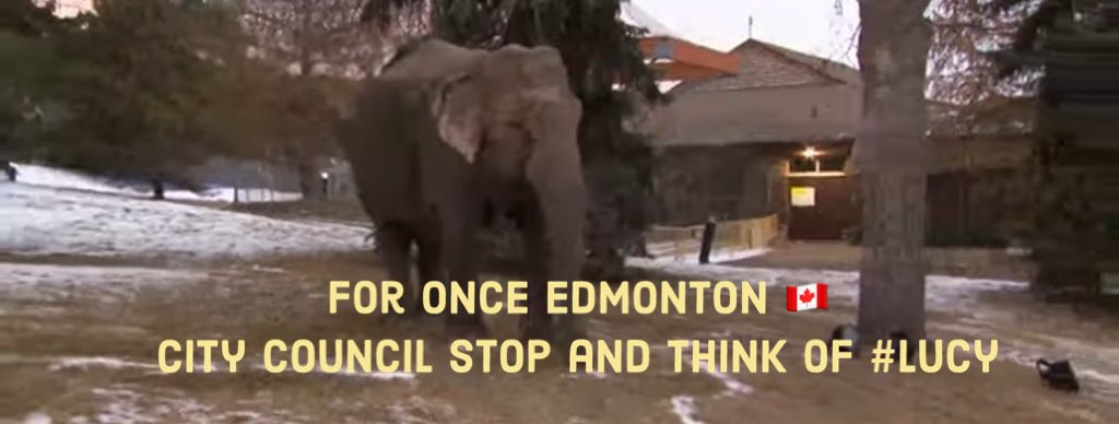 This is no life for an elephant 

#Edmonton 🇨🇦
@JustinTrudeau 
@AmarjeetSohiYEG 
@AndrewKnack 
@AshleyASalvador 
@CityofEdmonton 
@edmontonjournal 
@CBCEdmonton 

#Sanctuary4Lucy