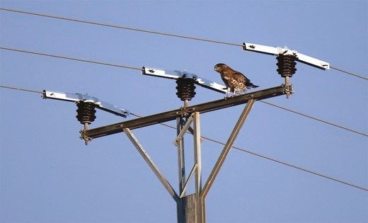 NEW PAPER in #ornithology shows that Bonelli's #eagles are electrocuted near water reservoirs in Israel, and that insulating just 4% of dangerous power poles could reduce mortality risk by >75%: buff.ly/3Wu6gUy