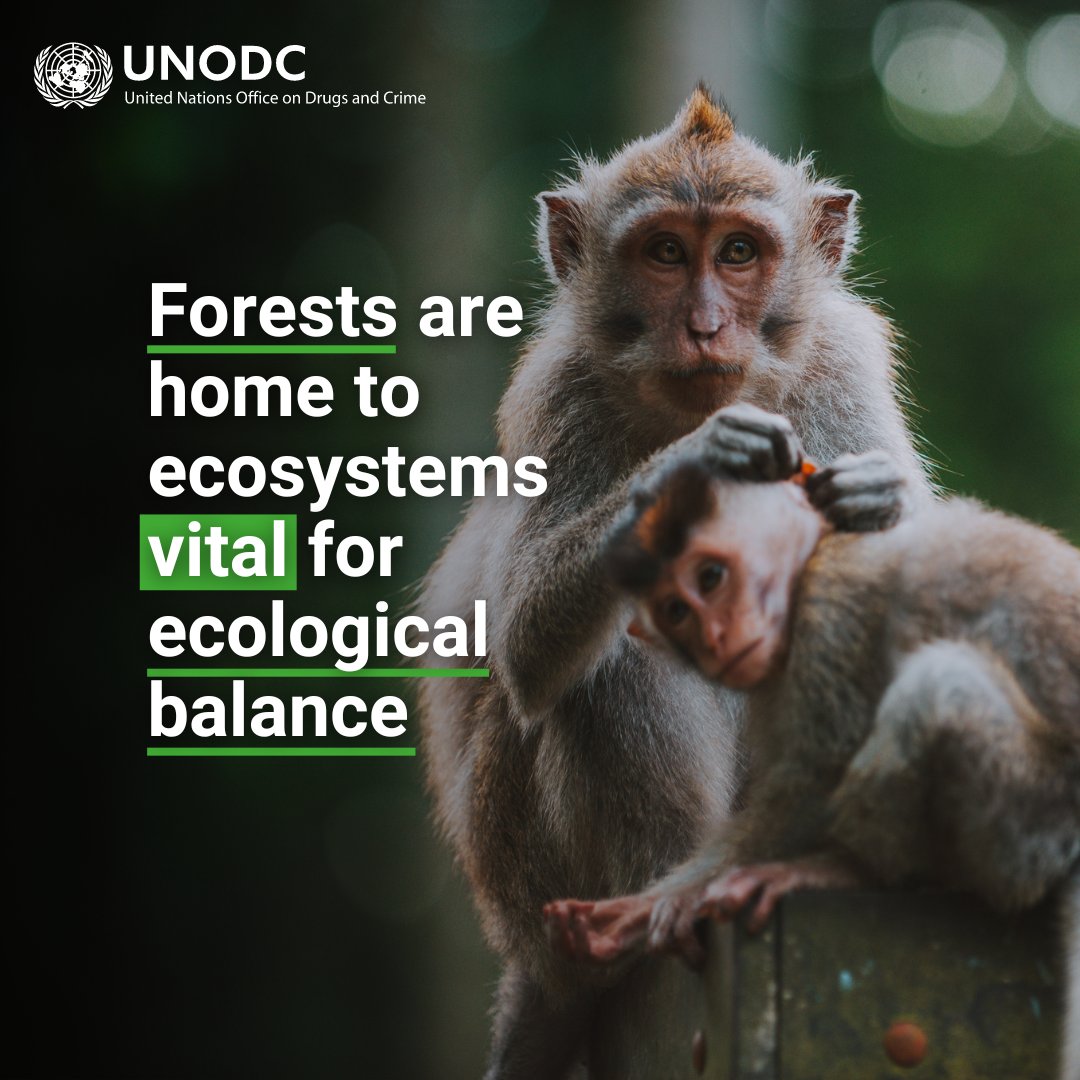 Our forests are under threat. We are leading the fight against forest crime, working tirelessly to protect our planet's vital ecosystems. Our actions bolster global efforts to maximize economic, social, and environmental benefits from forests. #endENVcrime #UNForests