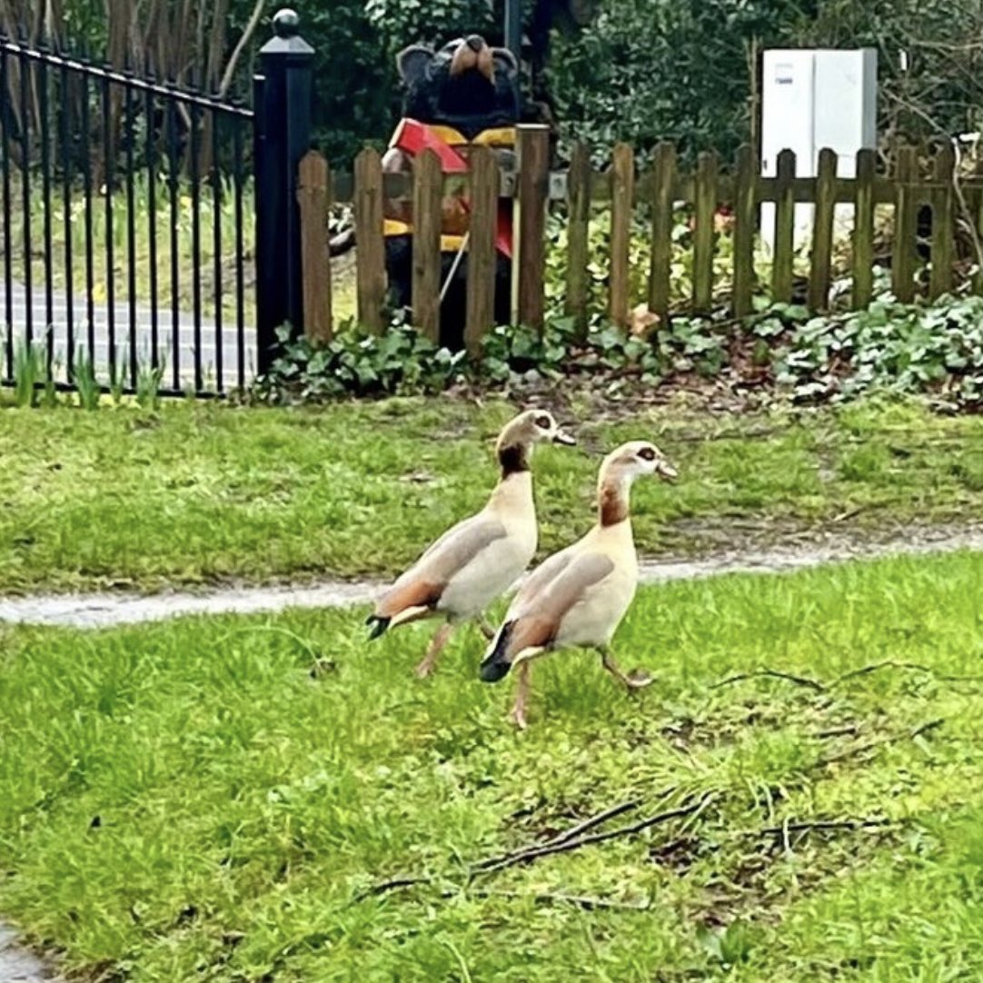 Weekend strolls! Who can come up with a caption for this great photo sent in by @mothertodaughter Comment below ⬇️ #chislehurst #chislehurstsociety