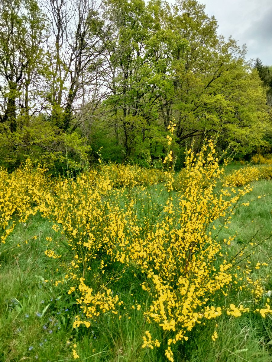 L'or des genêts pour contrer la grisaille ambiante 🌿🌼🌿. Bon lundi et belle semaine à toutes et tous depuis la #Creuse #Limousin #NaturePhotograhpy #NatureBeauty #Ligue_des_Optimistes #MondayMotivation