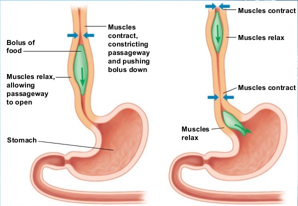 Role of sodium in gut motility & hence digestion The action potential is a significant process that enables neurons to transmit signals. Let's explore its role in conveying signals from the brain to the gut muscles. Neurons play an essential role in transmitting signals from…