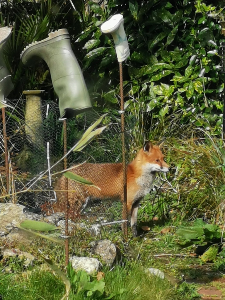 ' Drinking out of my newt pond ' 
Top wildlife gardening @sharrondeabreu ! #FoxOfTheDay