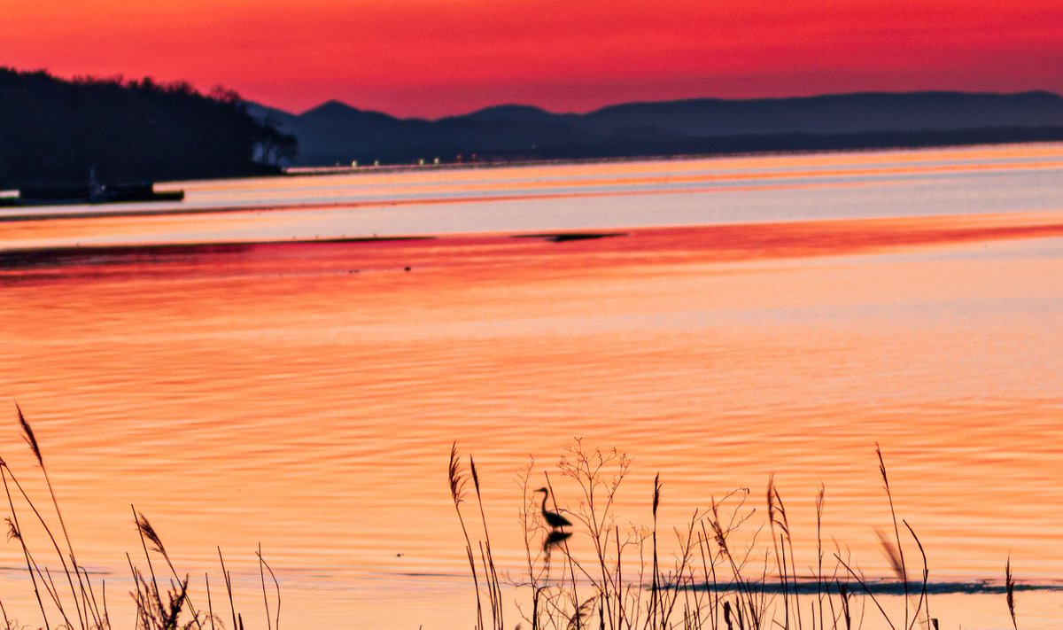 ＃北海道　＃風景写真　＃サロマ湖　
北海道サロマ湖
夕焼け水鏡に水鳥が着水