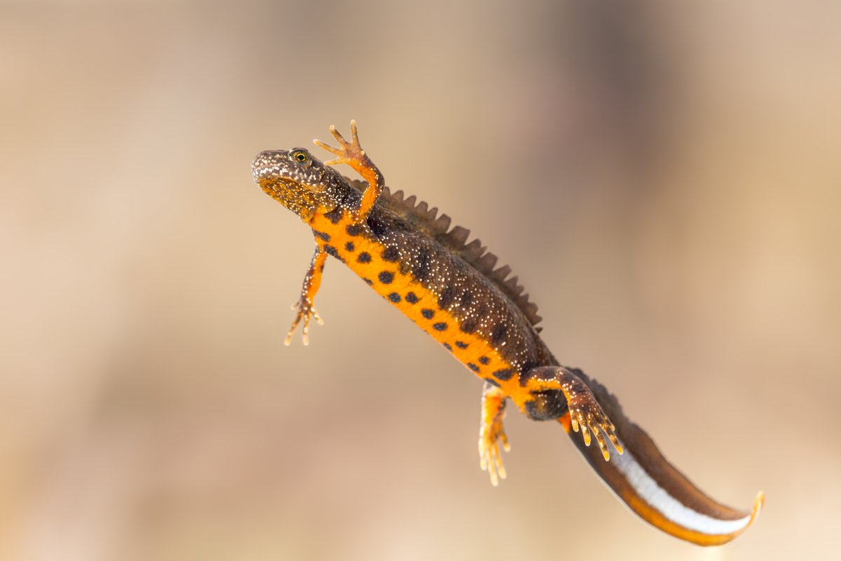 Night-time newting! 🌙 Volunteer with us and help monitor our nature reserve ponds for great crested newts! 🦎 Our next surveys are scheduled for Thursday 16 May and Friday 17 May (10pm-2am). Please contact: paul.furnborough@northwaleswildlifetrust.org.uk