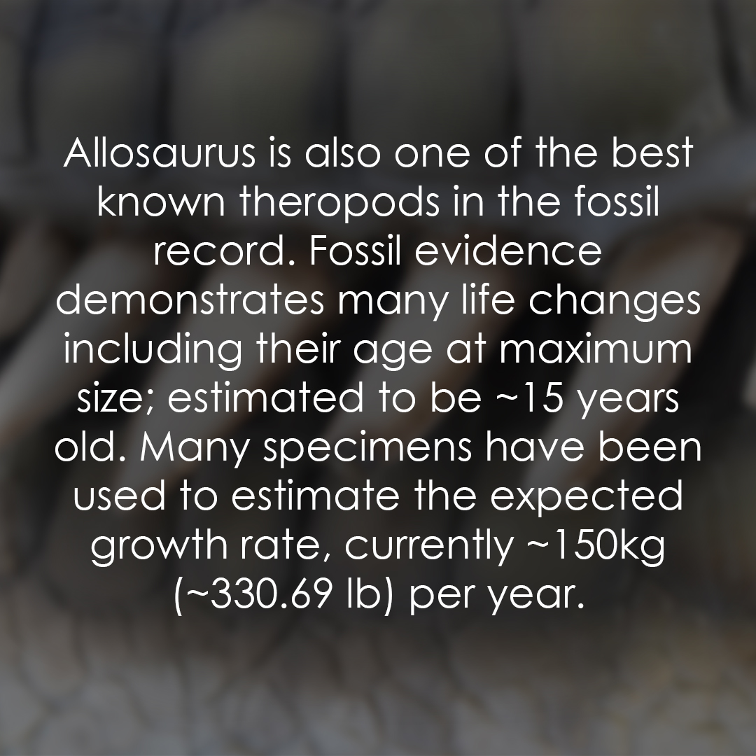 It's amazing what we can learn from fossils! #allosaurs #fossils #dinosaurs