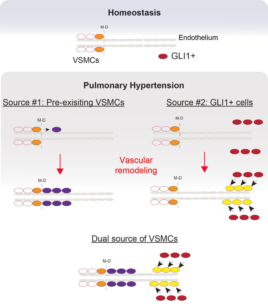 Pulmonary hypertension (PH) causes high blood pressure in the lungs due to changes in the muscularization of blood vessels, making them stiffer and harder for blood to flow through. Untreated, this can eventually lead to heart failure. CPI researchers Xuran Chu and colleagues…