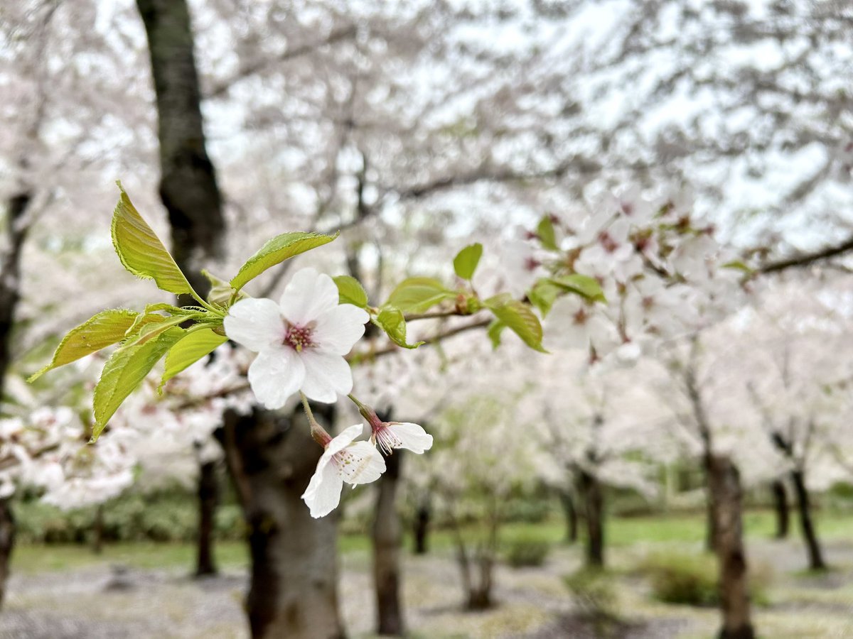 戸田墓地記念公園へ
友達とドライブに行ってきました。
初訪問だったので桜の数にびっくり！
雨も降ったけど、上の方はまだソメイヨシノがキレイでした🌸