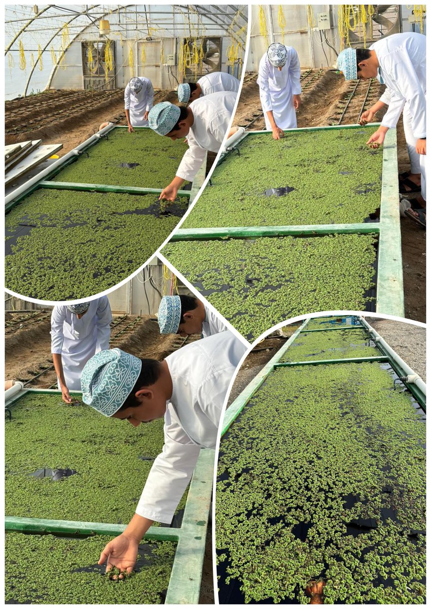 تكون السّفن آمـنة عندما تكون راسية على الموانئ، ولكن السّـفن لم تُصنع لهذا، انطلق إلى البحر وأفعل أشياء جديدة 
 من منطلق هذه المقولة اتخذت شركة البيوت الخضراء   الاحيومائية  شعاراً لها حيث قامت بإضافة منتج جديد وهو زراعة نبات الازولا  الذي يعد علفاً جديداً للحيوانات..